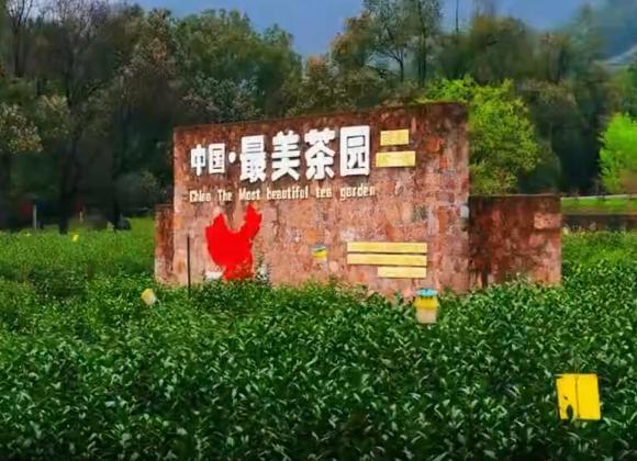 【游舒城】大家好，我是舒城小蘭花。這個(gè)春天，來(lái)舒城茶園，和我來(lái)一場(chǎng)美麗的邂逅