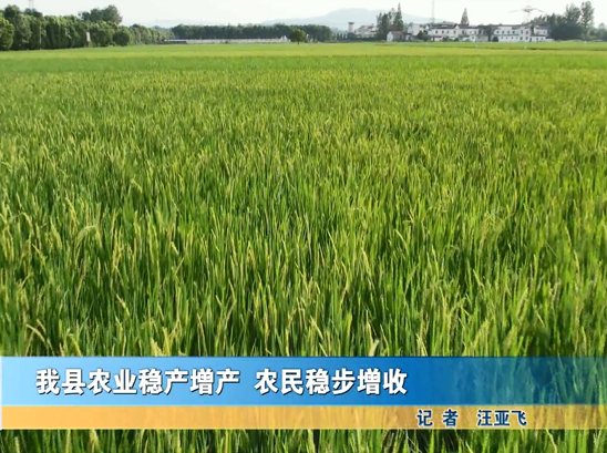 我縣農(nóng)業(yè)穩(wěn)產(chǎn)增產(chǎn) 農(nóng)民穩(wěn)步增收