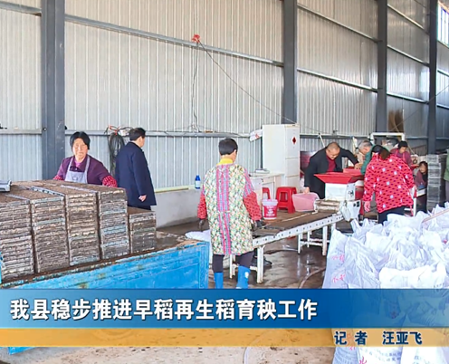 我縣穩(wěn)步推進(jìn)早稻再生稻育秧工作