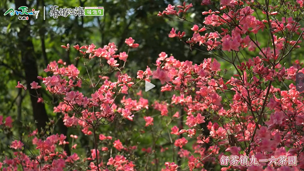 【舒城文旅】舒城的映山紅盛開(kāi)啦，喜歡映山紅的朋友們快去打卡吧