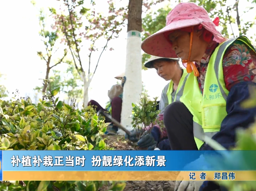 補(bǔ)植補(bǔ)栽正當(dāng)時(shí) 扮靚綠化添新景