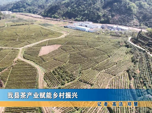 我縣茶產(chǎn)業(yè)賦能鄉(xiāng)村振興